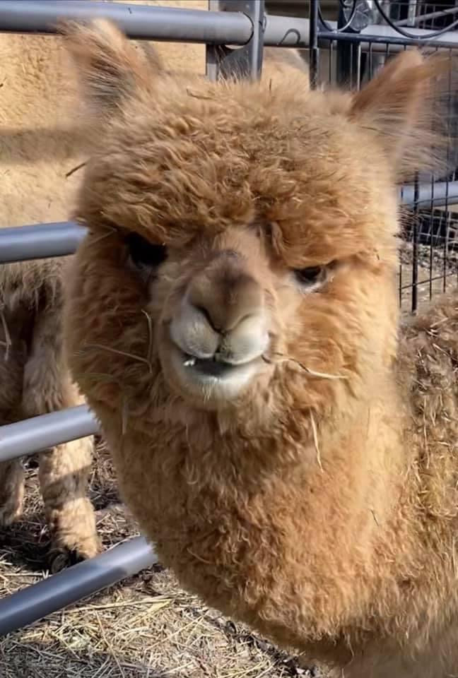 Alpaca Dryer Balls